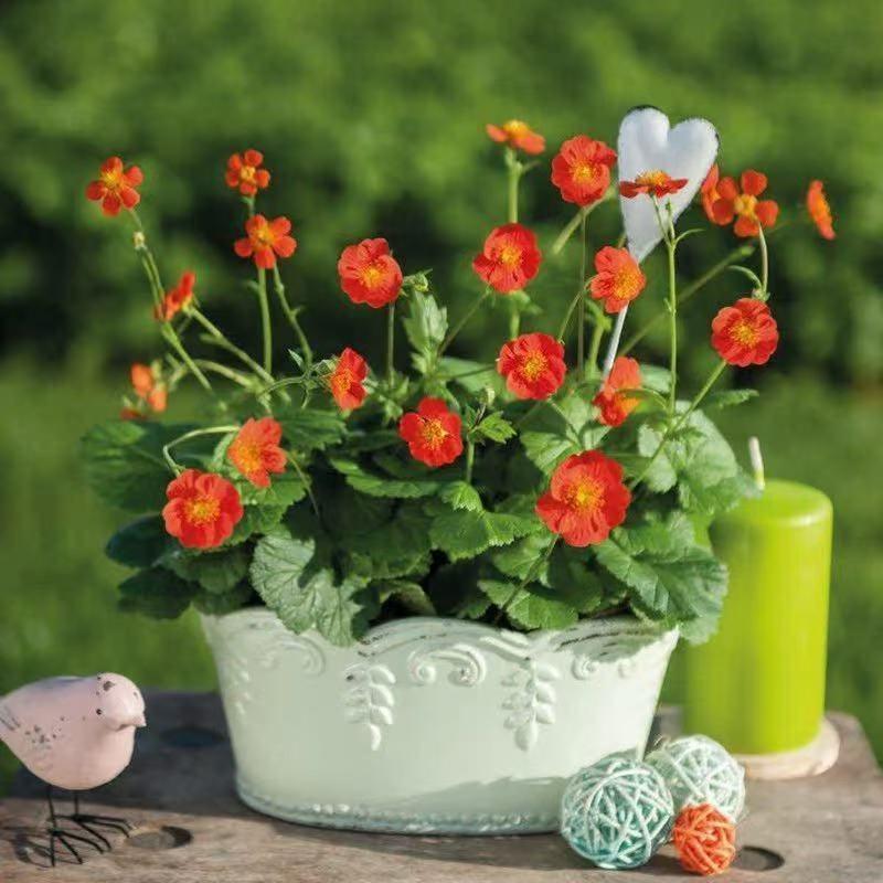 耐寒水杨梅阳台花园美观新手好养