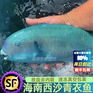 海南西沙青衣鱼海鱼新鲜捕捞海鲜鲜活冷冻真空包装顺丰空运包邮