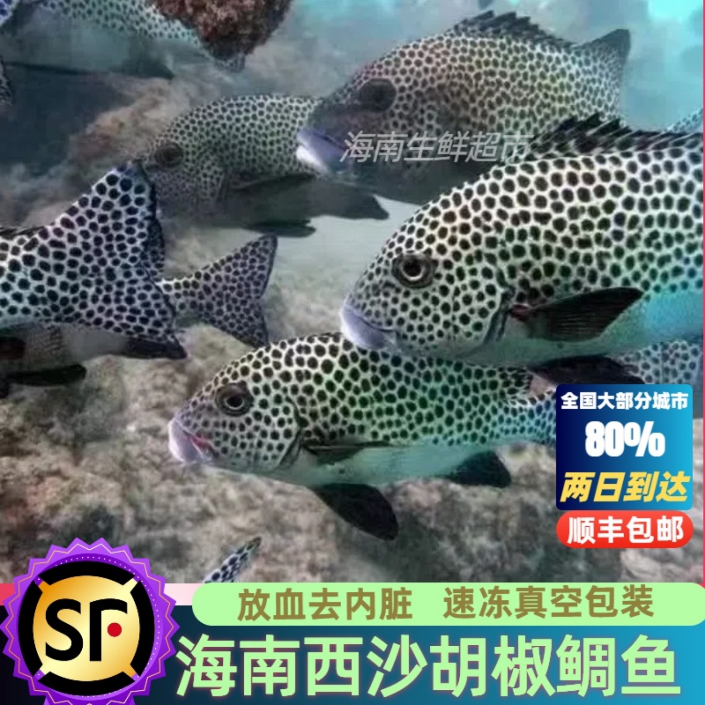 海南西沙海鲜珊瑚鱼胡椒鲷鱼新鲜海鲜鲜活真空包装冷冻顺丰包邮