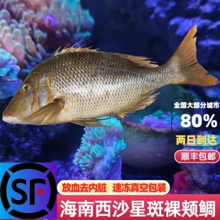 海南三沙西沙海鱼星斑裸颊鲷鱼笠鱼新鲜海鲜鲜活冷冻顺丰包邮