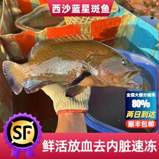 海南西沙蓝星斑鱼西星斑鱼石斑鱼新鲜冷冻海鲜鲜活海鱼顺丰包邮