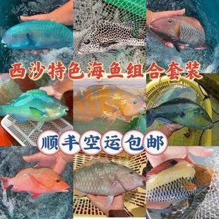 海南南海西沙海鲜珊瑚鱼青衣鱼海鱼新鲜海鲜鲜活冷冻套餐组合送礼