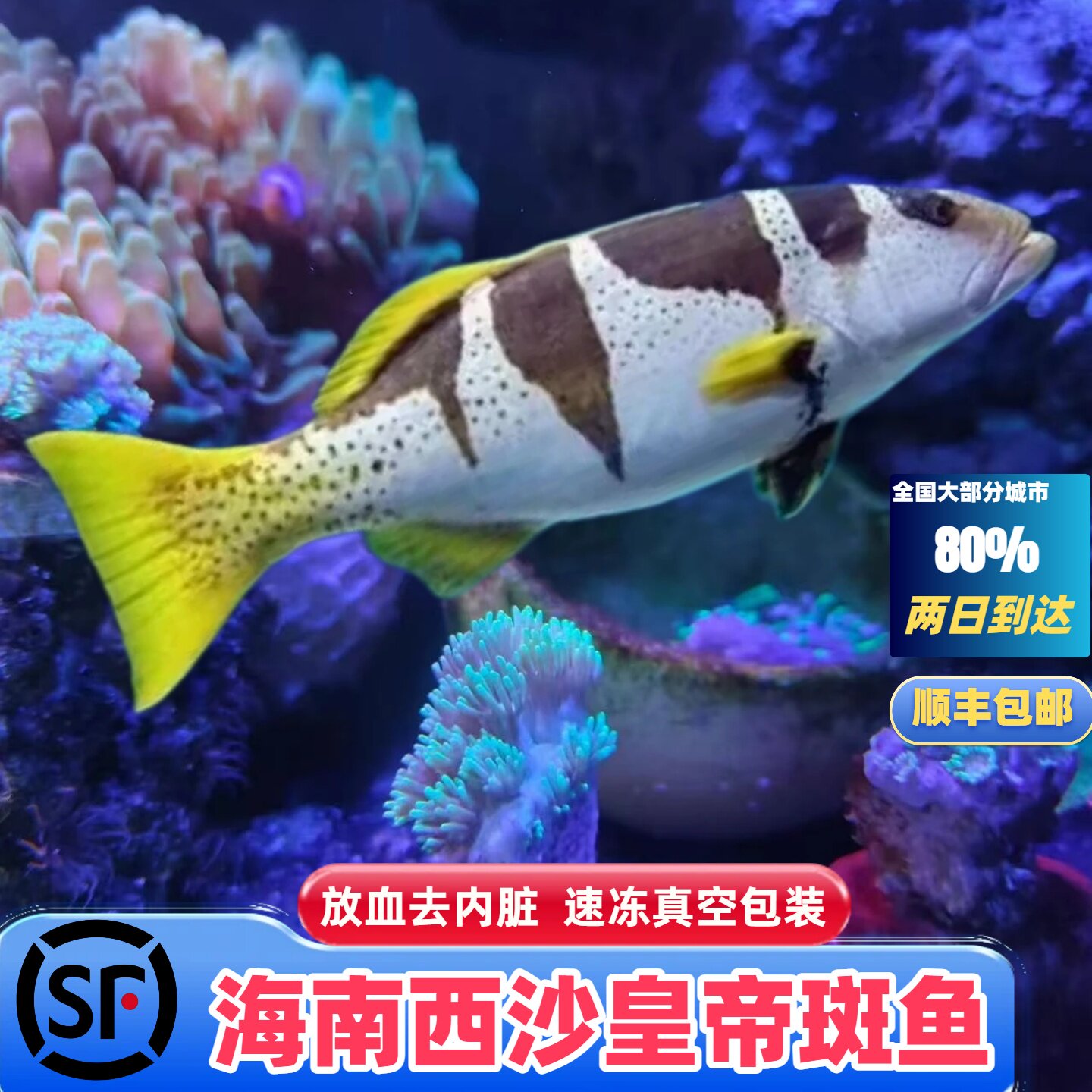 海南皇帝斑鱼皇帝星斑鱼石斑鱼大斑鱼新鲜海鲜速冻海鱼顺丰包邮