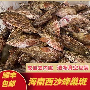 海南西沙野生蜂巢斑小石斑鱼海钓新鲜鲜活海鲜海鱼冷冻顺丰包邮