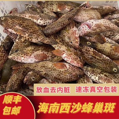 海南西沙野生蜂巢斑小石斑鱼海钓新鲜鲜活海鲜海鱼冷冻顺丰包邮
