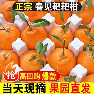 正宗四川春见耙耙柑很甜粑粑柑5斤橘子甜当季整箱新鲜水果丑柑桔