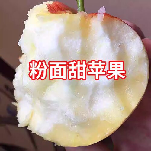 【不粉包赔】粉面沙甜糯苹果
