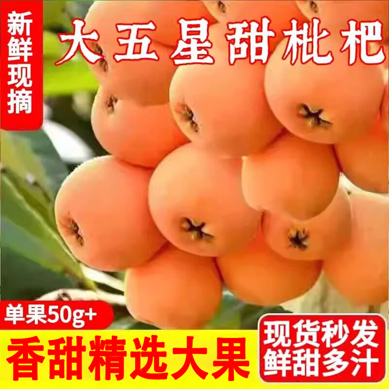 正宗四川大五星枇杷现摘新鲜当季水果现摘孕妇甜枇杷大果早钟琵琶