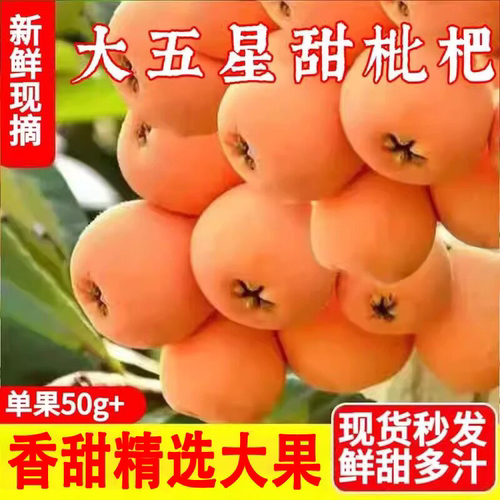 正宗四川大五星枇杷现摘新鲜当季水果现摘孕妇甜枇杷大果早钟琵琶