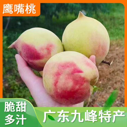 广东韶关鹰嘴桃新鲜现摘水果农家脆爽蜜甜桃子孕妇吃特产现摘当季