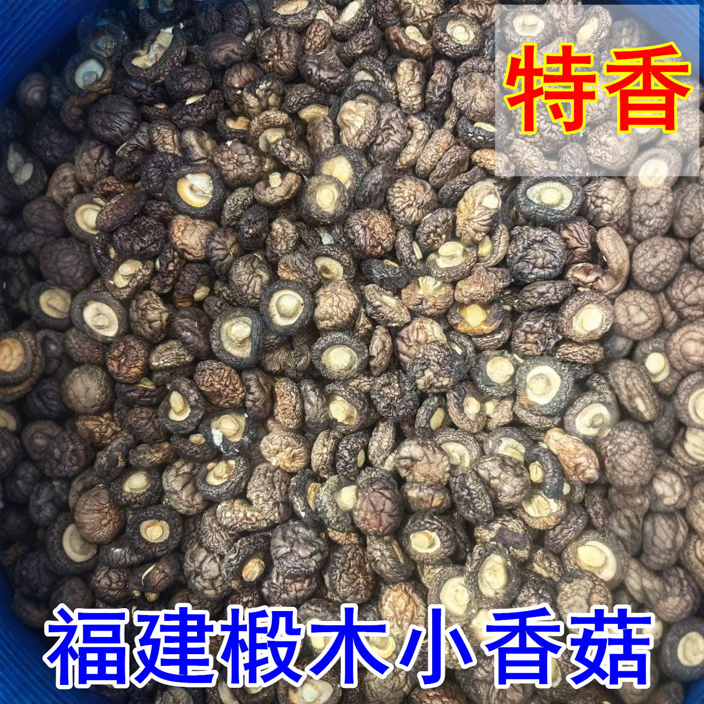 椴木小香菇福建古田特产香菇干货特香食用菌农产品天然无硫冬菇