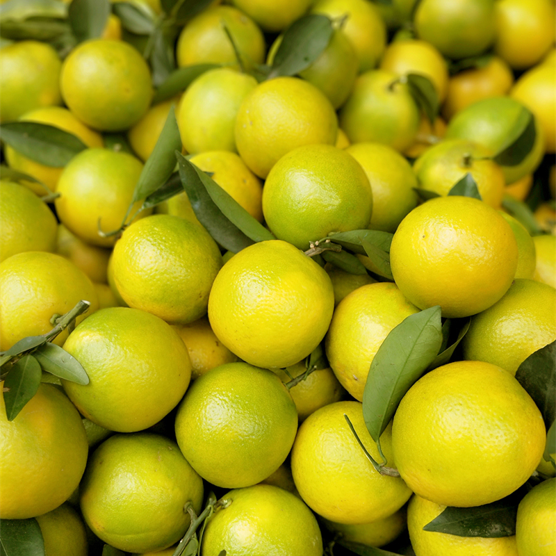 正宗廉江红橙 青平红江橙 新鲜橙子 果园现摘 纯天然 不打药 10斤