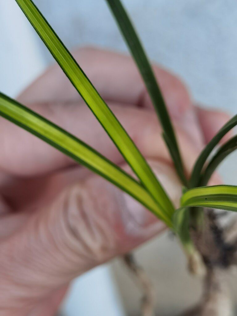 一物一拍实物兰花苗兰草夏山蕙兰带朱金云彩的中透艺草