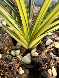 一物一拍实物兰花苗原装 资源蕙兰宽边大帽鲜明转色中透艺草