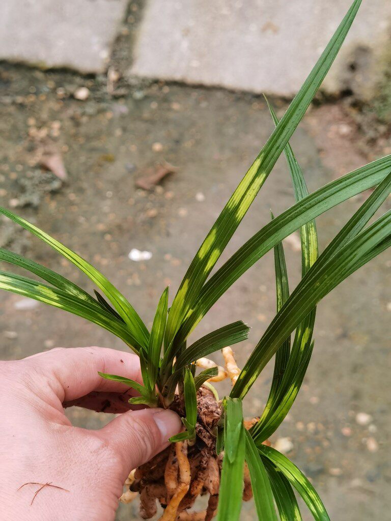 一物一拍兰花苗兰草蕙兰鲜明虎斑中透艺草