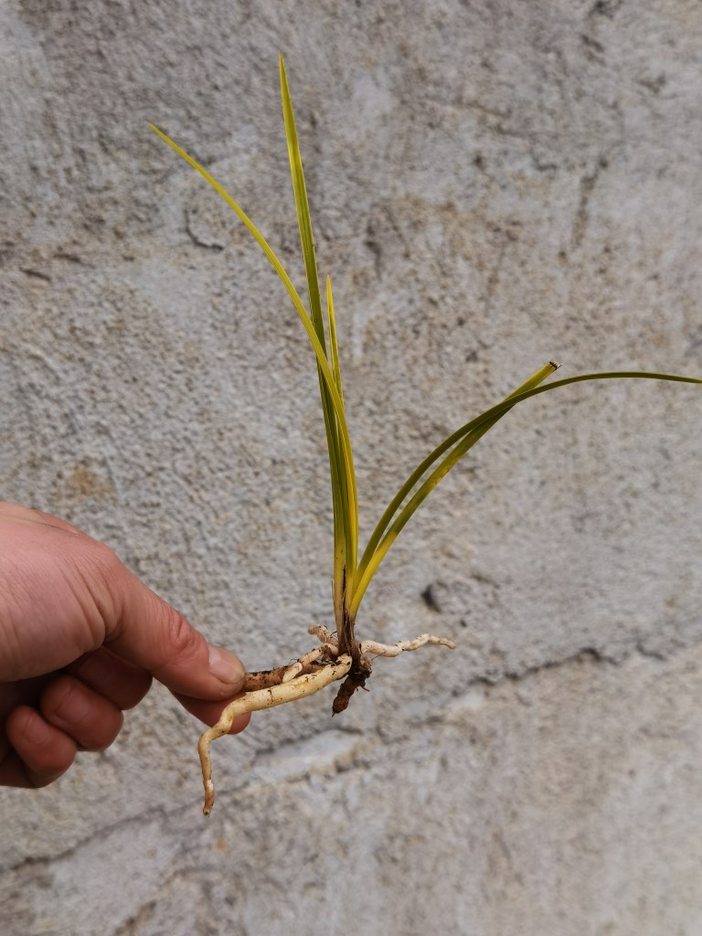 一物一拍兰花苗兰草夏山农根蕙兰朱金黄心草落斑品种木纹草叶质