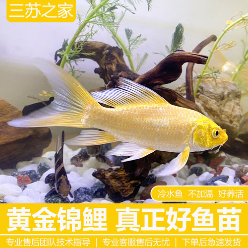 黄金锦鲤活鱼冷水鱼金鱼