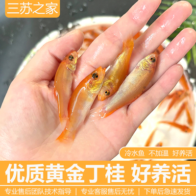 红丁桂鱼苗黄金丁桂欧洲丁鲑鱼黄化丁桂鱼淡水淡水养殖食观赏鱼苗