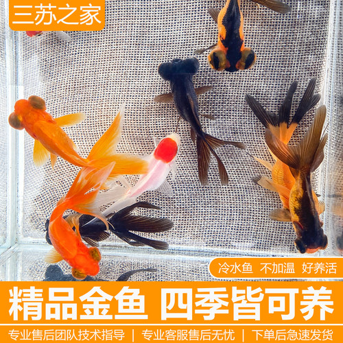 金鱼活鱼不加温冷水鱼观赏鱼