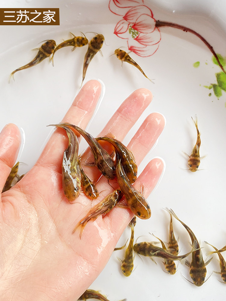 优质黄骨鱼黄颡鱼昂刺黄丫头黄鸭叫汪丁苗刺活体淡水养殖鱼黄刺鱼