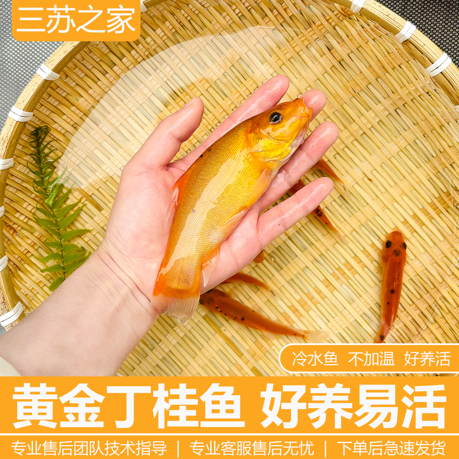 丁桂鱼苗淡水养殖观赏耐活