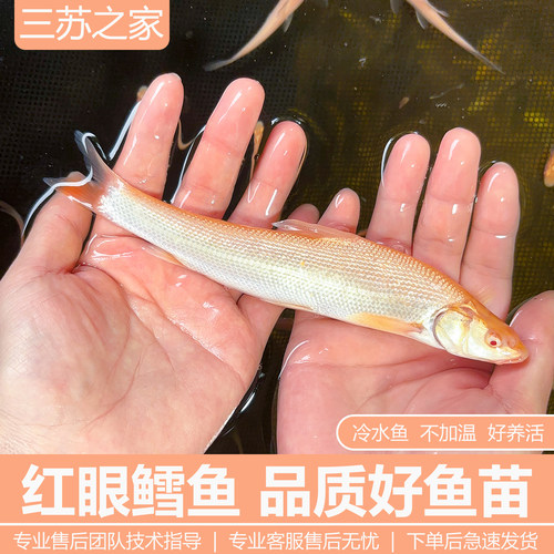 红眼鳕鱼苗白子龙冷水红眼银鳕鱼