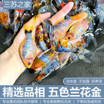 精品兰花草金好养耐活懒人小金鱼批发冷水自来水可养观赏袋装淡水