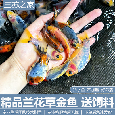 水墨兰花五色锦鲫精品兰花草金冷水淡水观赏鱼好养宜活包活包邮