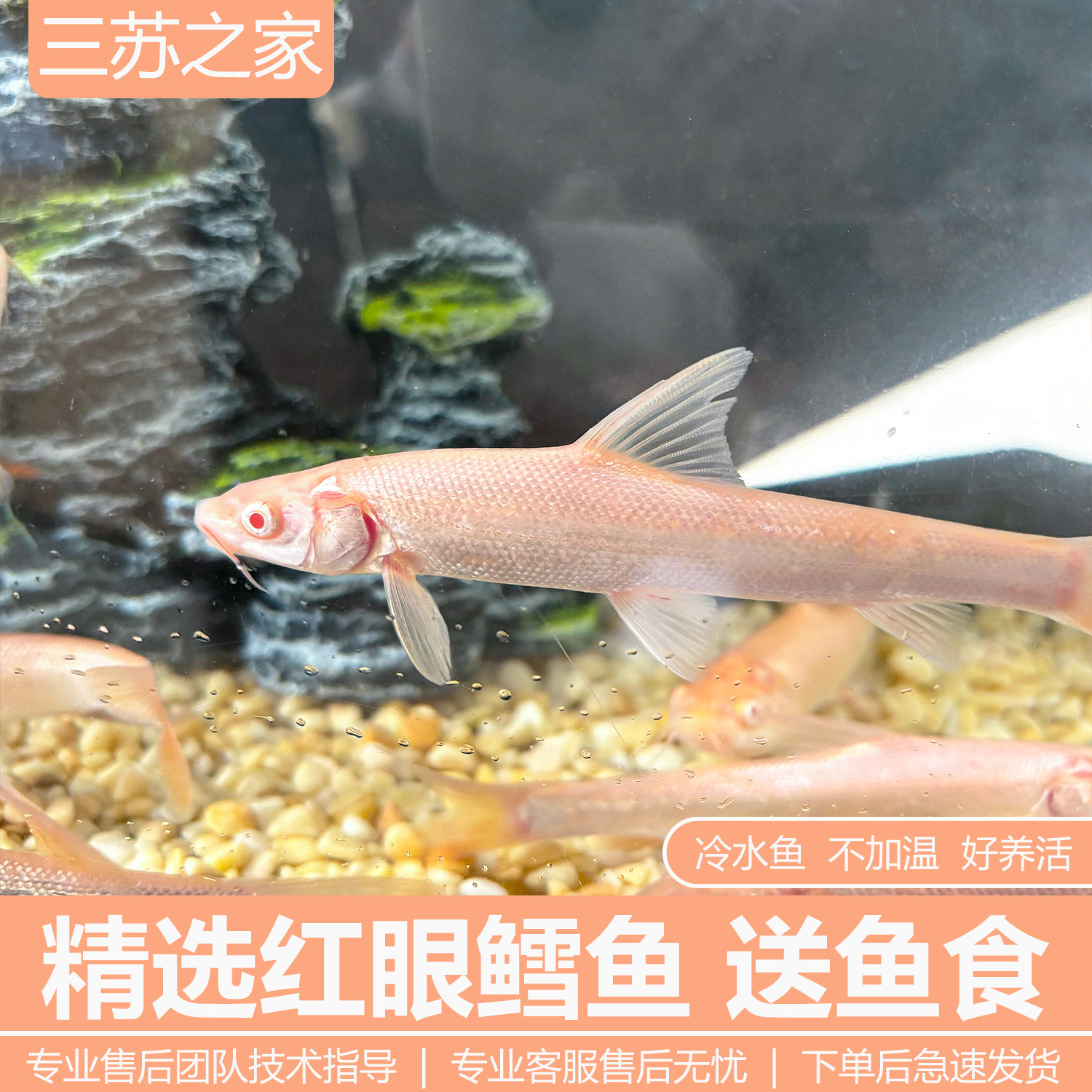 红眼鳕鱼苗红眼银鳕鱼苗大鳞鲃变异银鳕鱼淡水观赏食用鱼包邮包活,宠物/宠物食品及用品,鱼,淘宝优惠券,粉丝福利购,淘宝优惠卷
