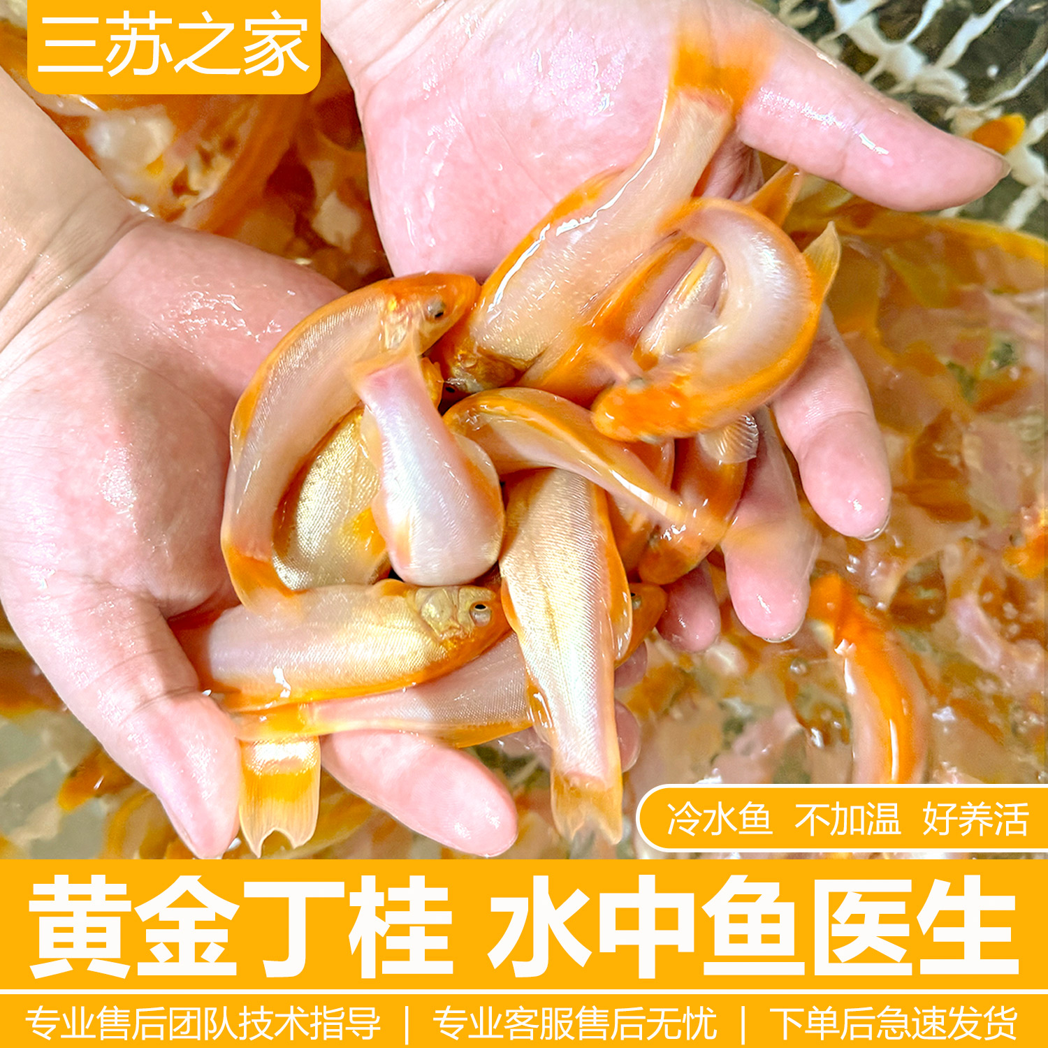 红丁桂鱼苗黄金丁桂稀有红色丁桂鱼苗黄化丁桂鱼淡水混养鱼医生