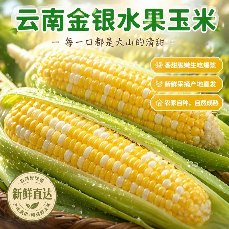 云南金银水果玉米现摘爆浆