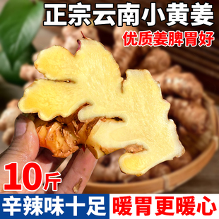 正宗云南罗平小黄姜老姜旗舰店新鲜现挖沙土月子红糖生姜蔬菜