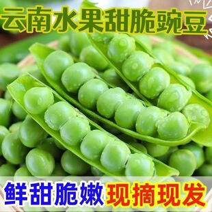 【现摘现发】云南豌豆带壳青豆角粒应当季农家蔬菜甜豆子整箱包邮