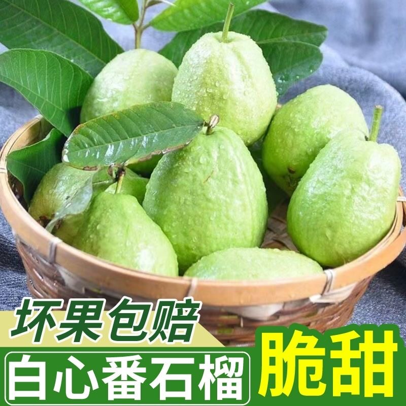 白心芭乐原产地现摘现发