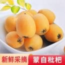 现摘现发特产水果 应季 云南蒙自甜枇杷果 新鲜孕妇小孩枇杷果当季