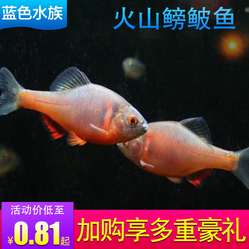 火山螃鮍原生水鱼原观赏鱼群游生小型淡水鱼苗耐活好养不加温冷水
