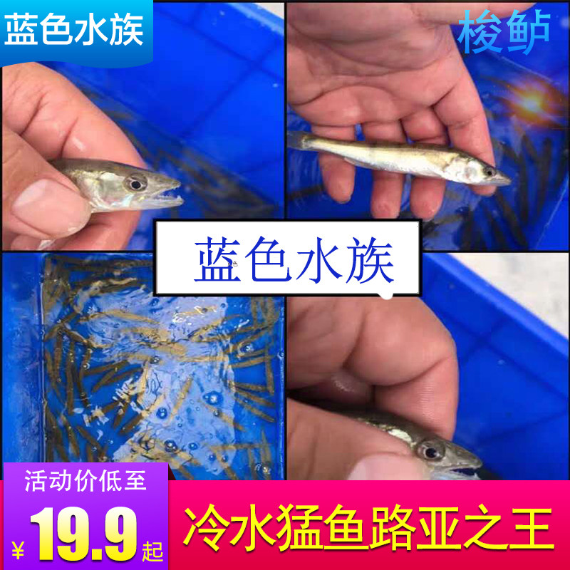 梭鲈活体十道欧洲新疆观赏鱼