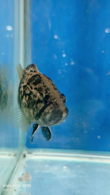 白头鳜互动王原生溪流鳜少鳞鳜桂花鱼凶猛肉食性鱼类定水开口发货