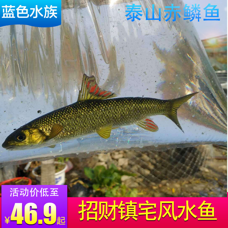 泰山赤鳞鱼 赤鳞鱼活体 原生鱼 观赏鱼 冷水鱼猛鱼 稀有鱼鱼苗鱼