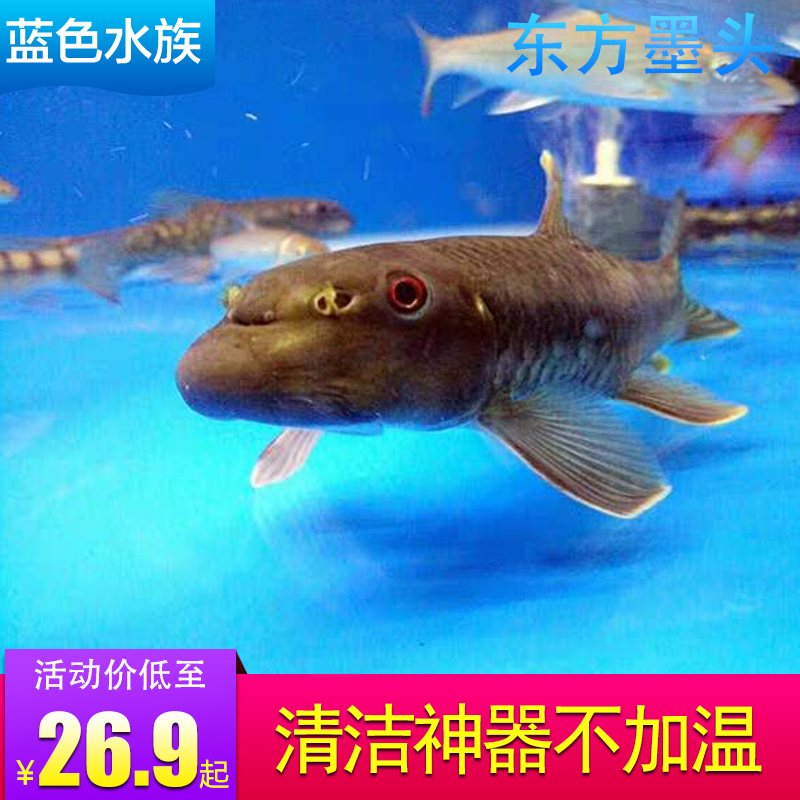 观赏鱼东方墨头原生鱼麒麟头冷水墨头鱼除藻鱼清洁鱼