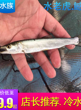 观赏鱼鱤鱼活体原生鱼冷水鱼鱤鱼苗稀有鱼肉食凶猛鱼水老虎淡水鱼