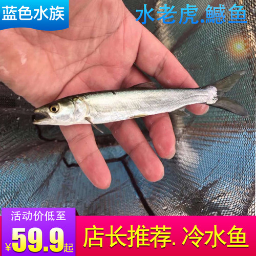观赏鱼鱤鱼活体原生鱼冷水鱼鱤鱼苗稀有鱼肉食凶猛鱼水老虎淡水鱼