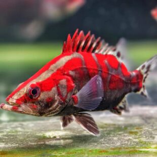 冷水凶猛鱼原生观赏鱼淡水长体鳜大眼鳜红纹鳜鱼斑鳜稀有鱼苗包邮