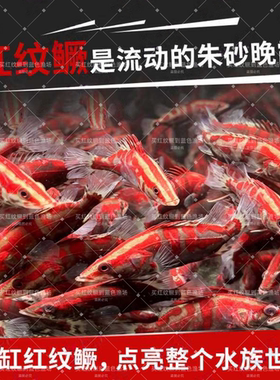 鳜鱼冷水淡水不加温凶猛鱼