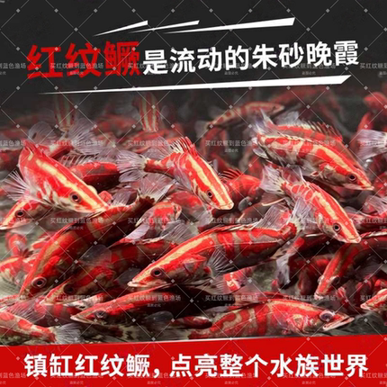 冷水凶猛鱼原生观赏鱼淡水长体鳜大眼鳜红纹鳜鱼斑鳜稀有鱼苗包邮
