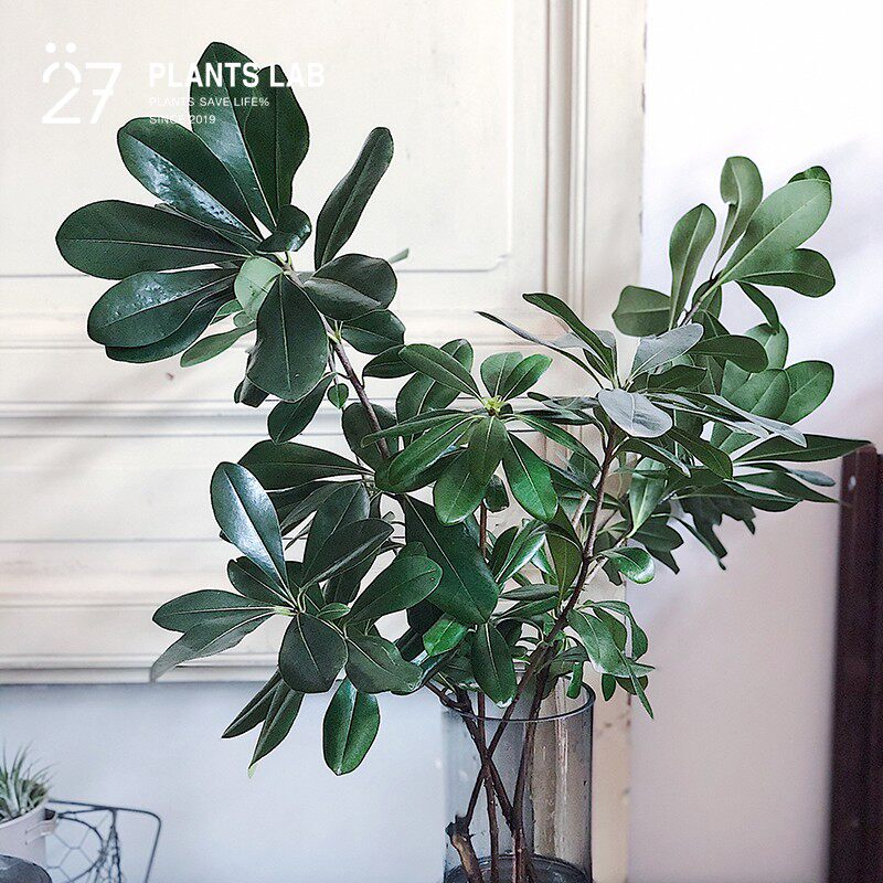 27植研所新品水培鲜切枝桌面植物海桐叶七里香祝福离别纪念礼物