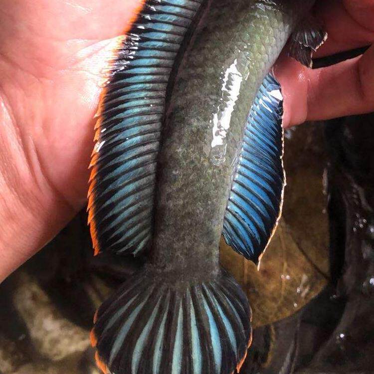 热带鱼观赏鱼彩虹雷龙鱼活体七彩蓝帆南鳢雷龙淡水凶猛鱼耐养包邮