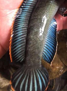 热带鱼观赏鱼彩虹雷龙鱼活体七彩蓝帆南鳢雷龙淡水凶猛鱼耐养包邮