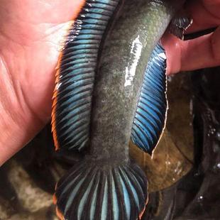 热带鱼观赏鱼彩虹雷龙鱼活体七彩蓝帆南鳢雷龙淡水凶猛鱼耐养 包邮