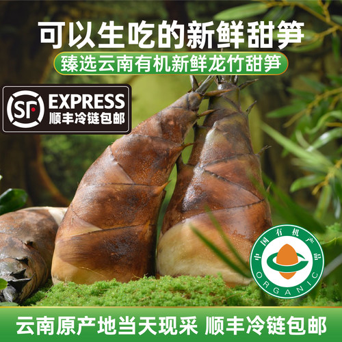 云南普洱甜笋新鲜脆蔬菜顺丰（带壳发  2斤小笋/3斤大小混装）